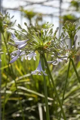 AGAPANTHUS 'Blue Ice'