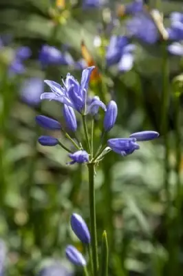 AGAPANTHUS 'Sea Storm'