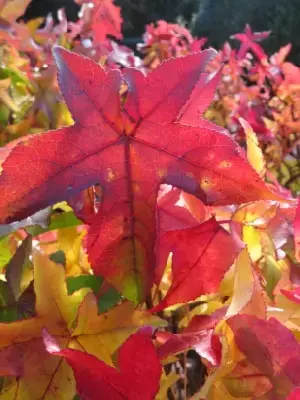 LIQUIDAMBAR styraciflua 'Gum Ball' - image 2