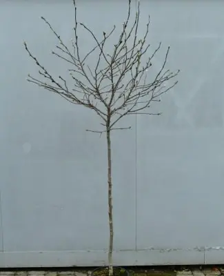 MAGNOLIA stellata - image 5