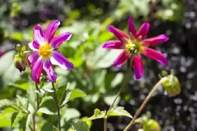 DAHLIA 'Sincerity Peach'