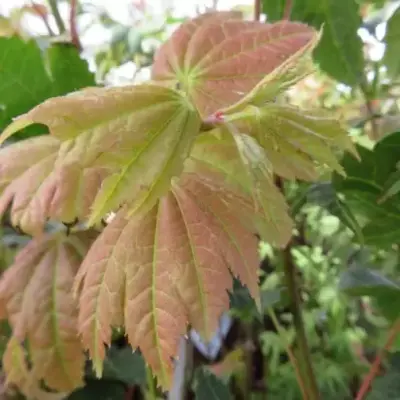 ACER japonicum 'Vitifolium'