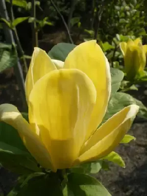 MAGNOLIA brooklynensis 'Yellow Bird'