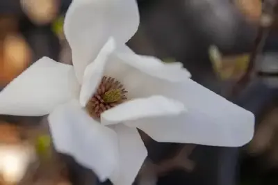 MAGNOLIA x soulangeana 'Alba Superba' - image 1