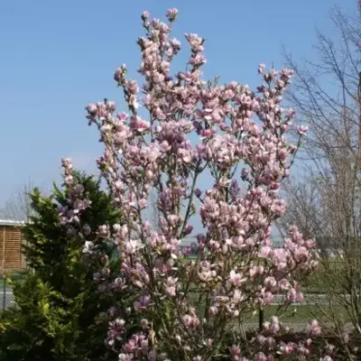 MAGNOLIA 'Satisfaction' - image 3