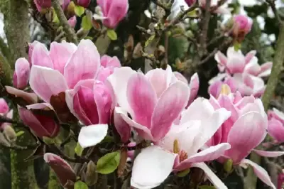 MAGNOLIA 'Satisfaction'