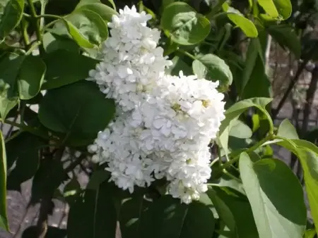 SYRINGA vulgaris 'Madame Lemoine' - image 1