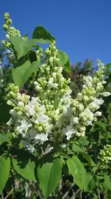 SYRINGA vulgaris 'Madame Lemoine' - image 2