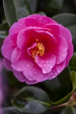 CAMELLIA japonica Pink