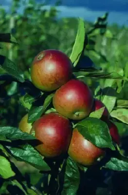 MALUS domestica 'Fiesta' (Apple) - image 1