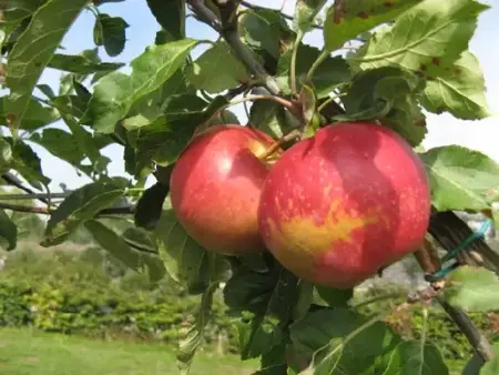 MALUS domestica 'Fiesta' (Apple) - image 2