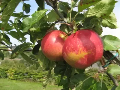 MALUS domestica 'Fiesta' (Apple) - image 2