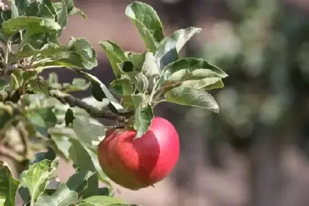MALUS domestica 'Fiesta' (Apple) - image 3