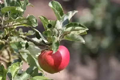 MALUS domestica 'Fiesta' (Apple) - image 3