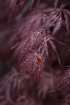 ACER palmatum dissectum 'Inaba-Shidare'