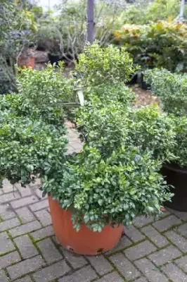 ILEX crenata 'Green Lustre'