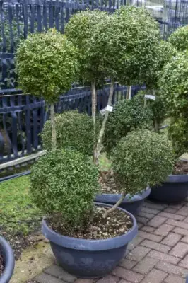 BUXUS sempervirens - image 3