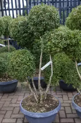 BUXUS sempervirens - image 3