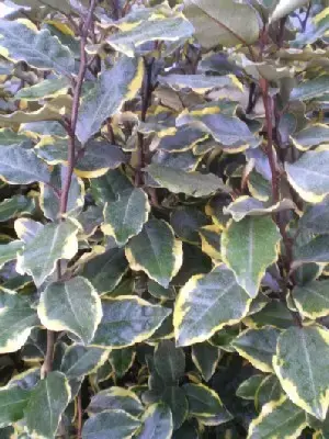 ELAEAGNUS x ebbingei 'Viveleg'