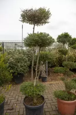 LIGUSTRUM delavayanum - image 2