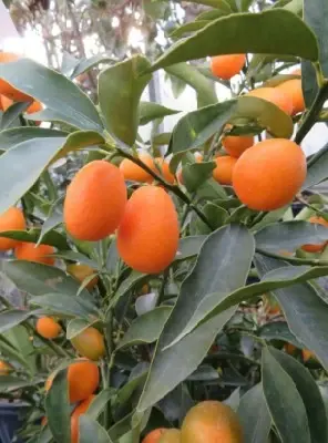 CITRUS japonica (Kumquat)