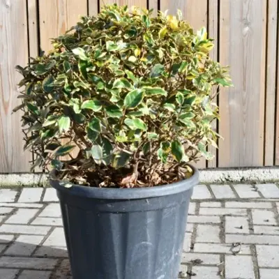 ELAEAGNUS x ebbingei 'Viveleg'