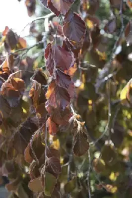 FAGUS sylvatica 'Purple Fountain'