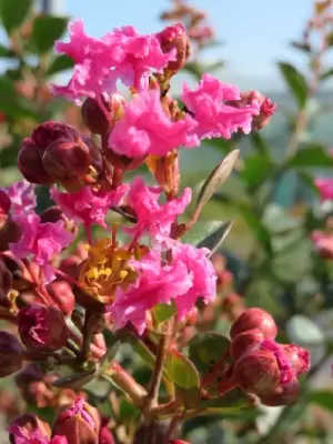 LAGERSTROEMIA indica in variety