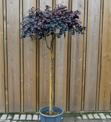 LOROPETALUM chinense 'Black Pearl' - image 2