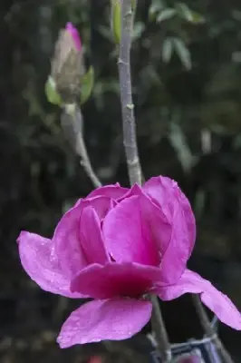 MAGNOLIA 'Felix Jury' - image 1