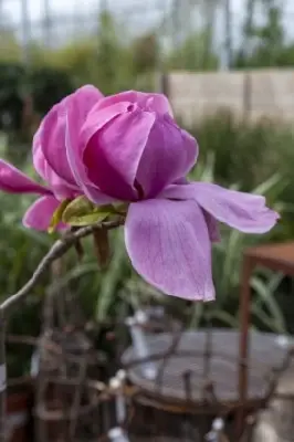 MAGNOLIA 'Felix Jury' - image 2