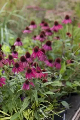 ECHINACEA 'Lakota Orange' - image 2