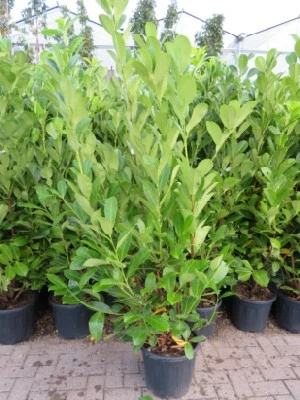 PRUNUS laurocerasus 'Rotundifolia' - image 3