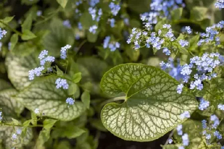 BRUNNERA macrophylla 'Jack Frost' - image 1