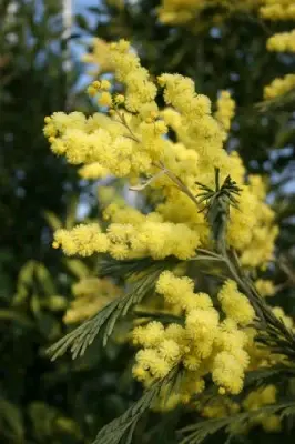 ACACIA dealbata