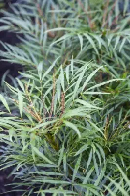 MAHONIA eurybracteata 'Soft Caress'