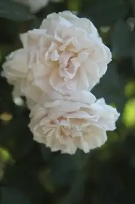 ROSA 'Madame Alfred Carriere'