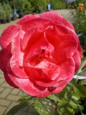 ROSA 'Pink Perpetue'