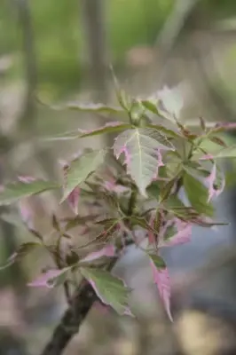 ACER negundo 'Flamingo'