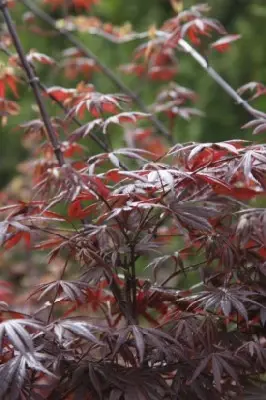 ACER palmatum 'Skeeters Broom' - image 1