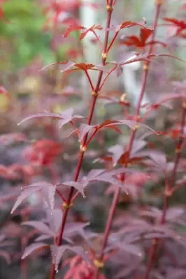 ACER palmatum 'Skeeters Broom' - image 6