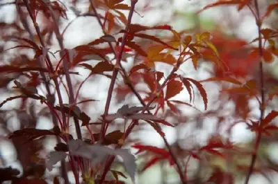 ACER palmatum 'Skeeters Broom' - image 9