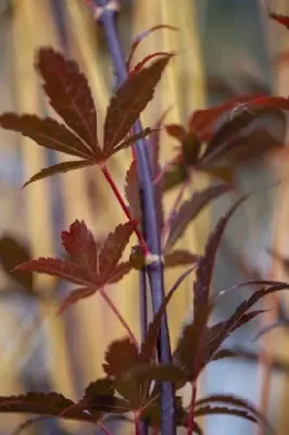 ACER palmatum 'Skeeters Broom' - image 10