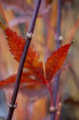 ACER palmatum 'Skeeters Broom' - image 11