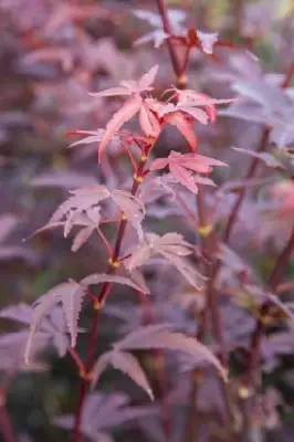 ACER palmatum 'Skeeters Broom' - image 4