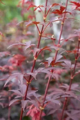 ACER palmatum 'Skeeters Broom' - image 5