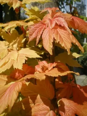 ACER pseudoplatanus var 'Esk Sunset'