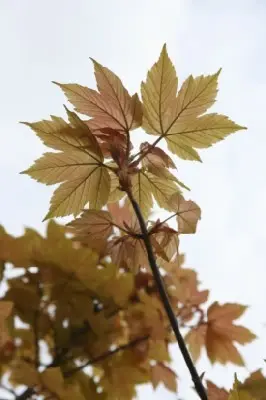 ACER pseudoplatanus var 'Esk Sunset' - image 2