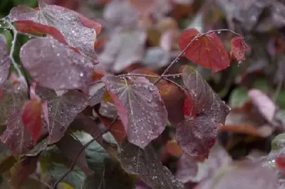 CERCIS canadensis 'Forest Pansy'