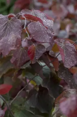 CERCIS canadensis 'Forest Pansy' - image 6